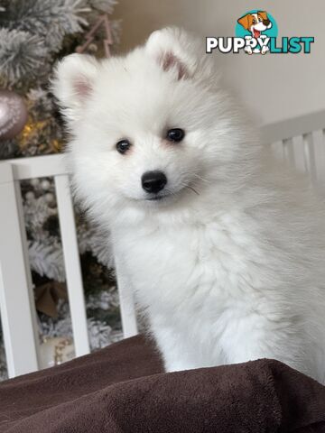 Japanese Spitz