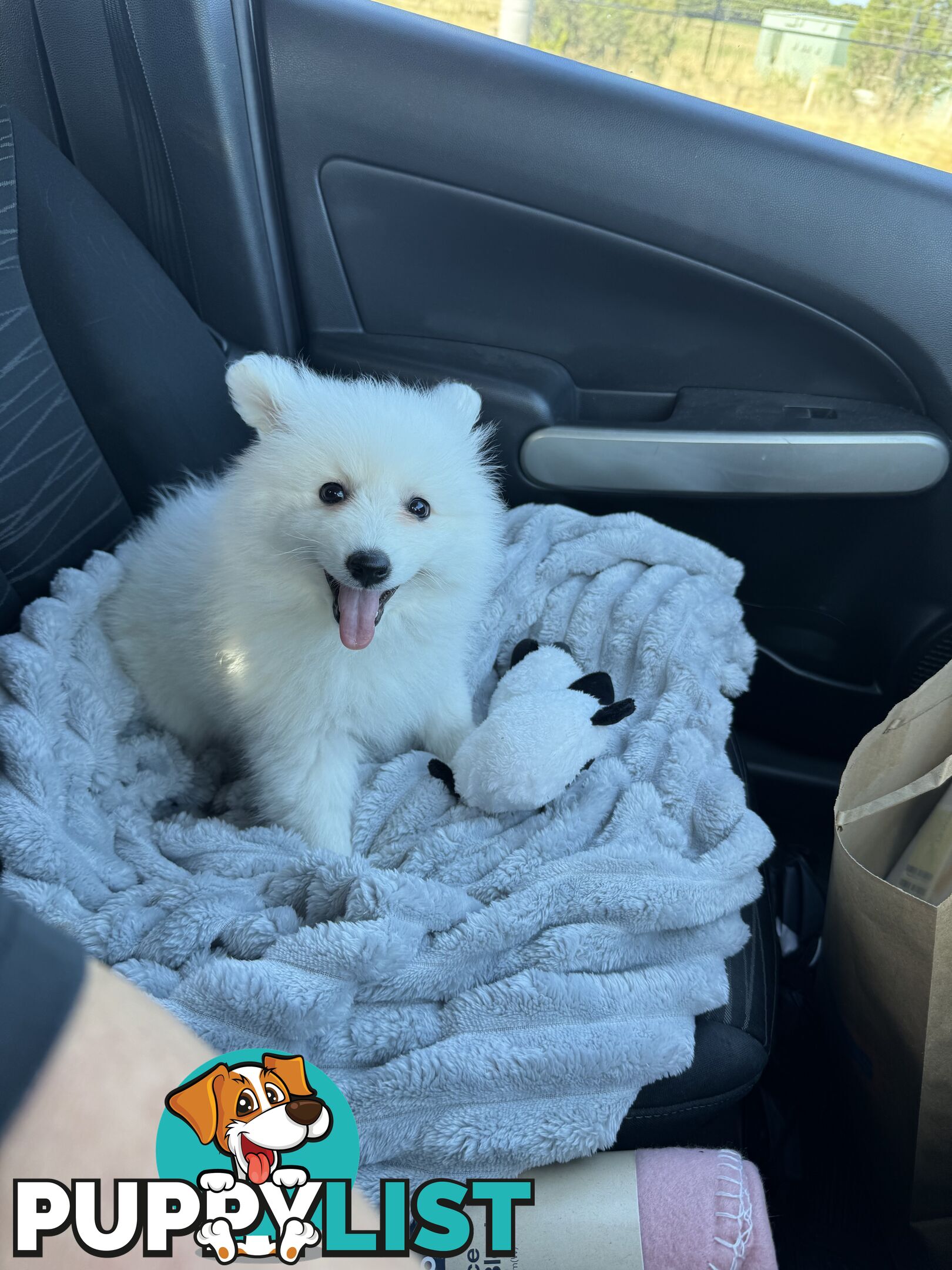 Japanese Spitz