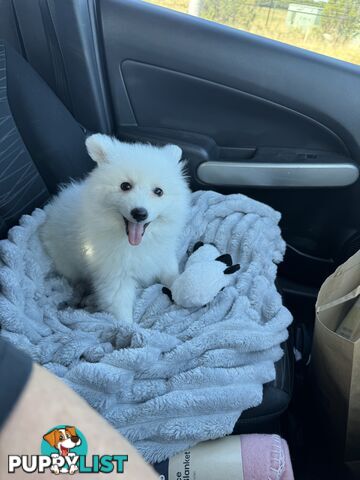 Japanese Spitz