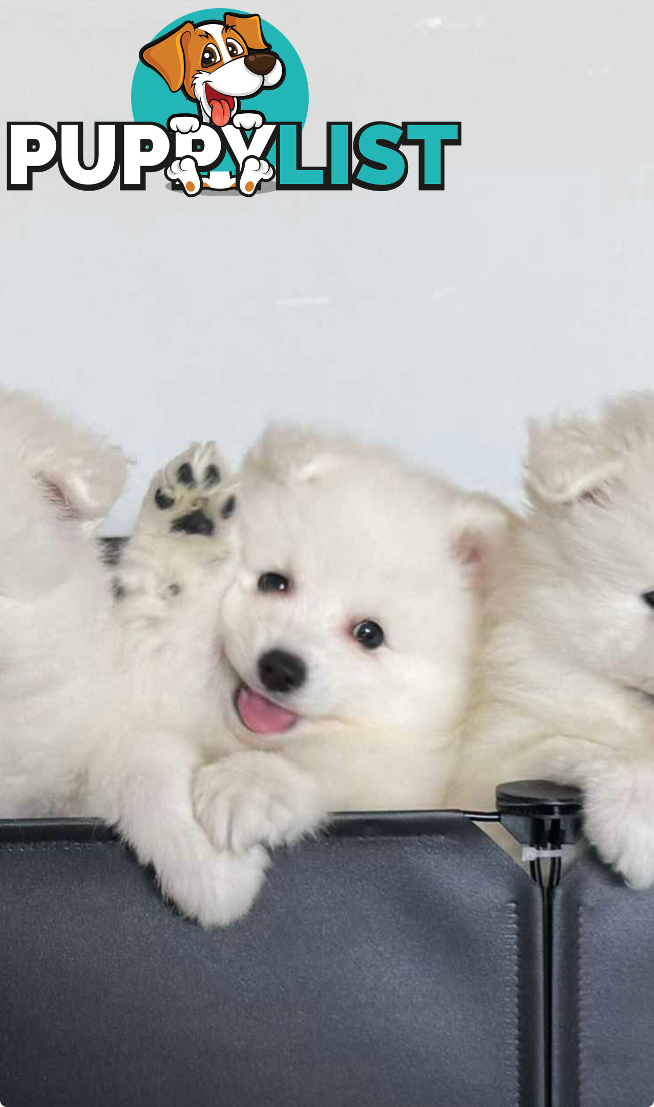 Japanese Spitz