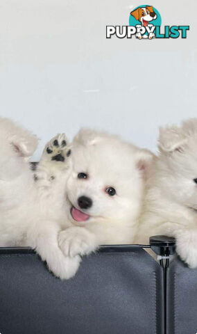 Japanese Spitz