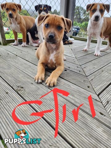 Kelpie x Ridgeback x staffy pups