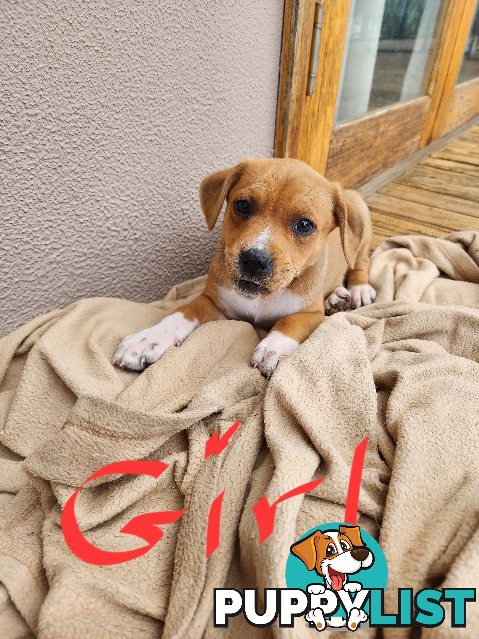 Kelpie x Ridgeback x staffy pups