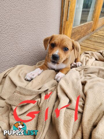 Kelpie x Ridgeback x staffy pups