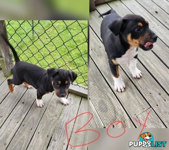 Kelpie x Ridgeback x staffy pups