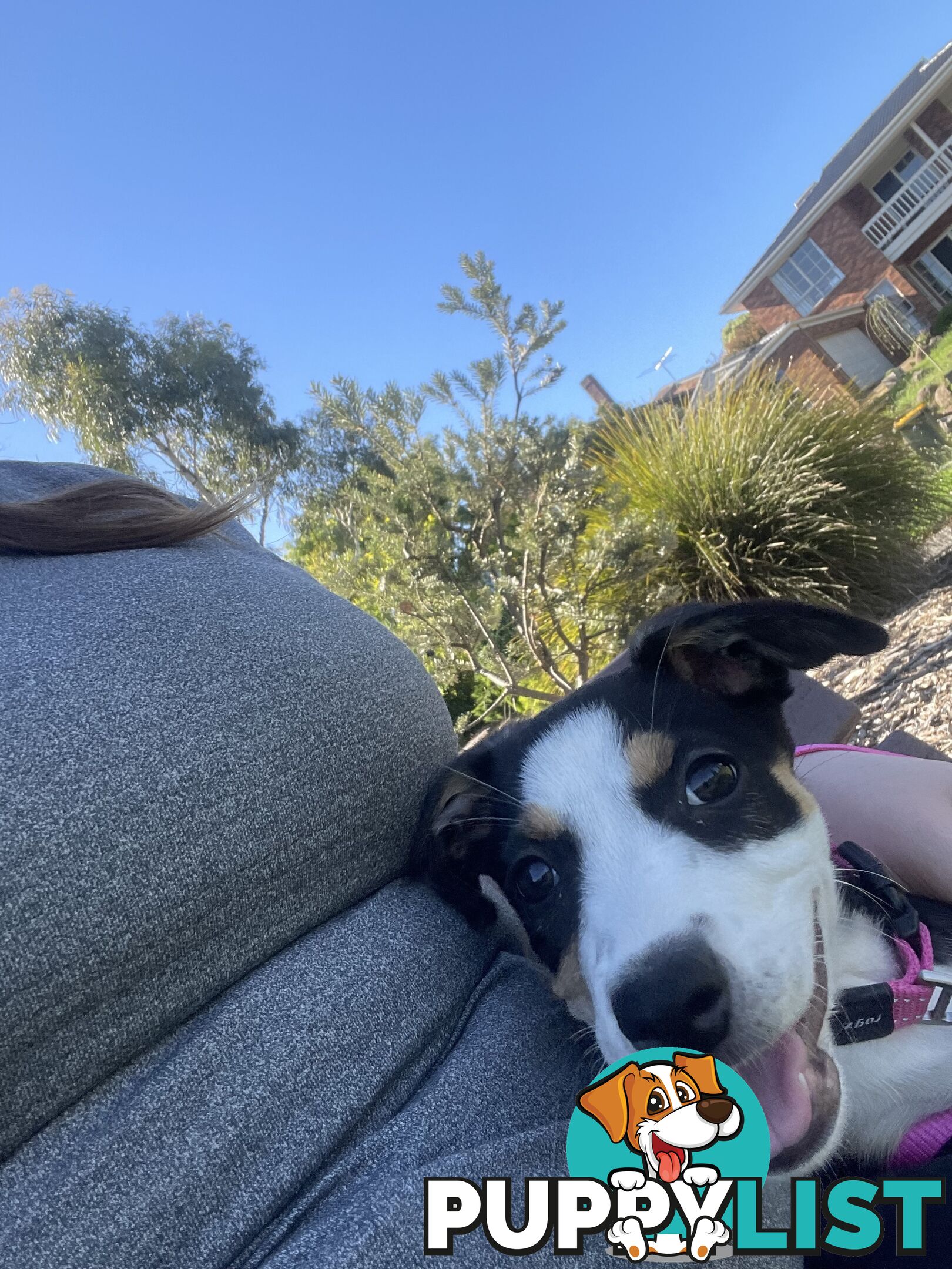 Beautiful Border Collie Puppy