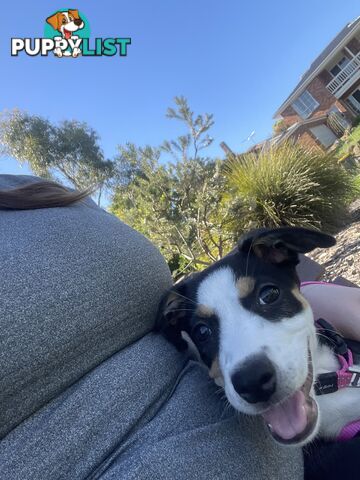 Beautiful Border Collie Puppy