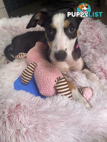 Beautiful Border Collie Puppy