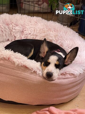 Beautiful Border Collie Puppy