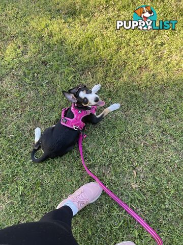 Beautiful Border Collie Puppy