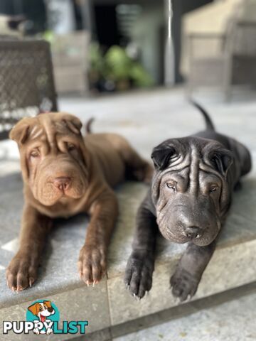 Beautiful shar pei puppies 🐶