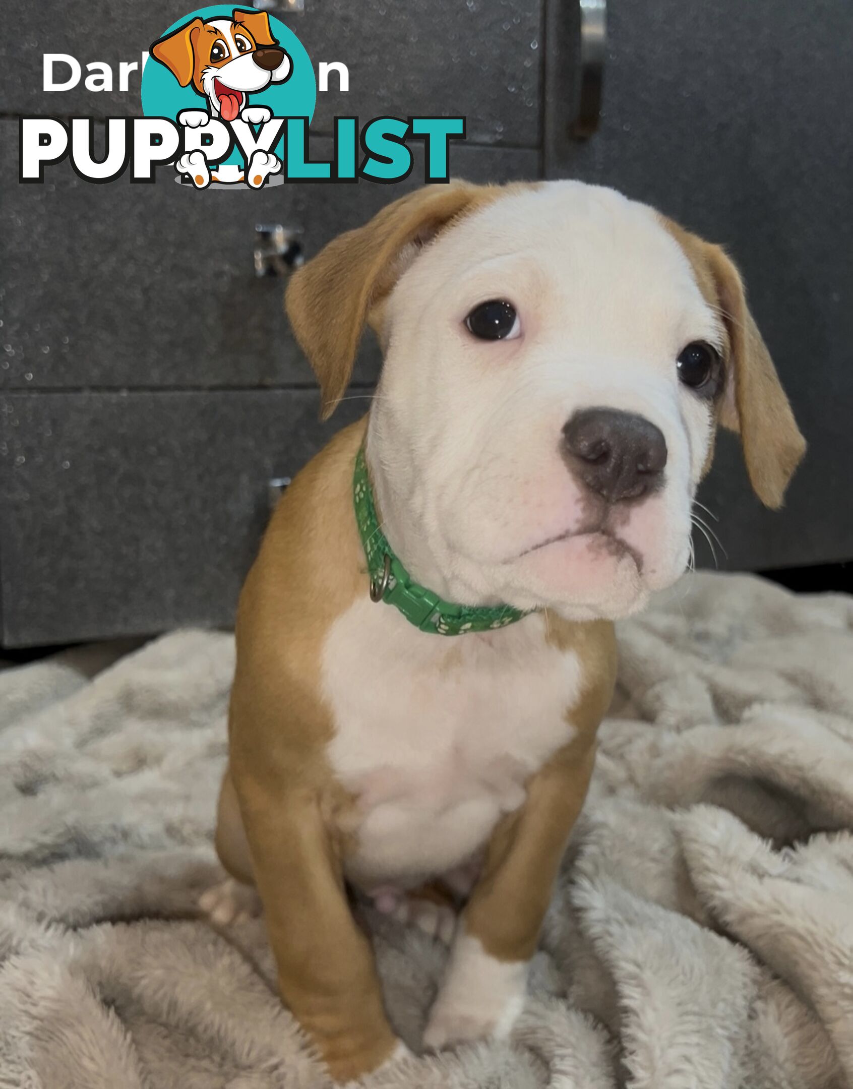 10 American Staffy x puppies for sale!