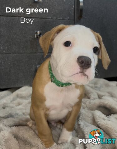 10 American Staffy x puppies for sale!