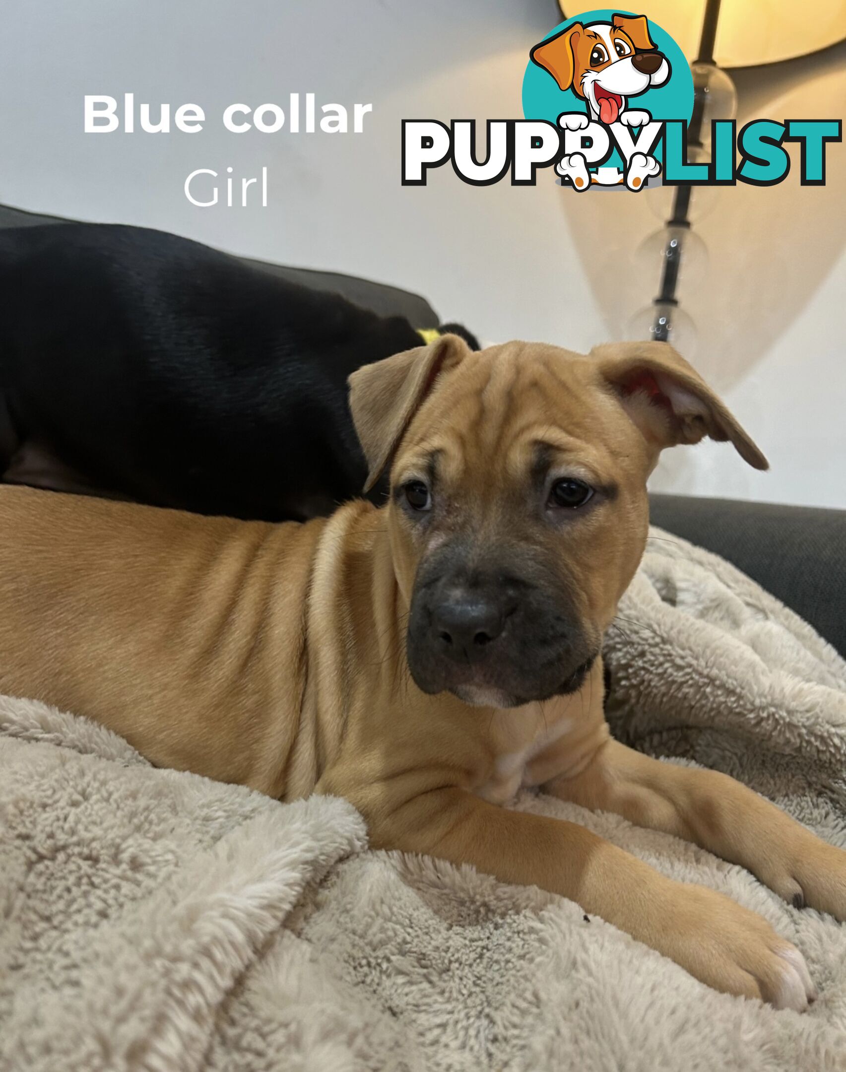 10 American Staffy x puppies for sale!
