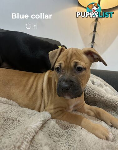 10 American Staffy x puppies for sale!