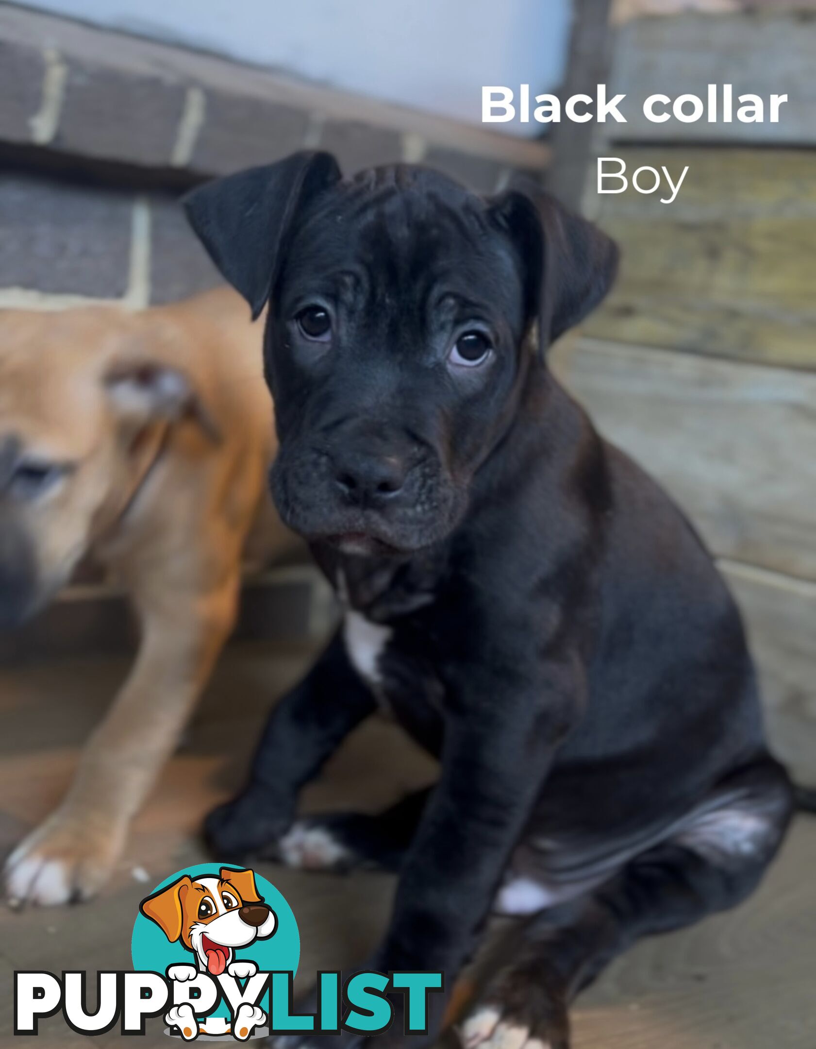 10 American Staffy x puppies for sale!