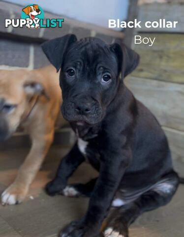 10 American Staffy x puppies for sale!
