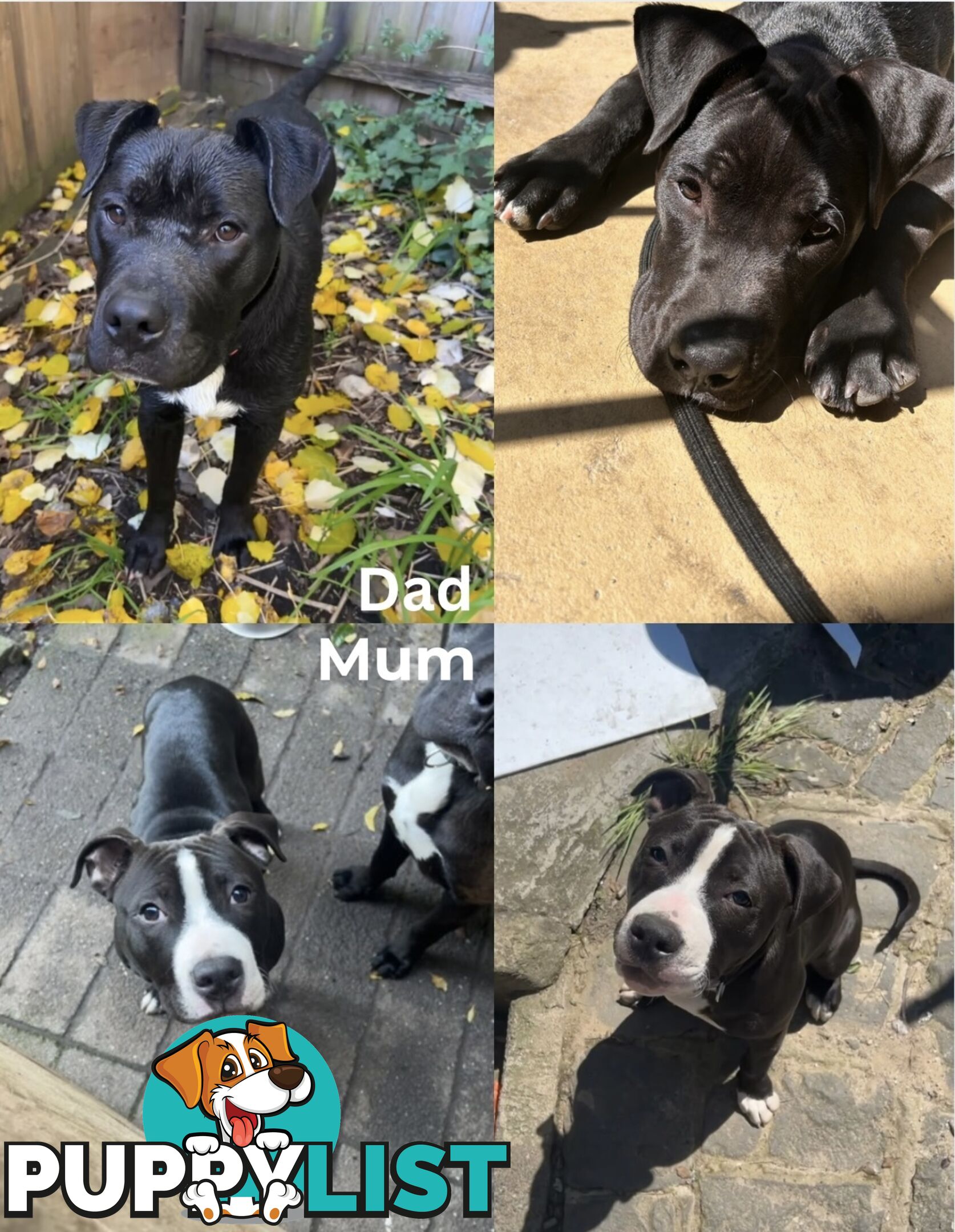 10 American Staffy x puppies for sale!