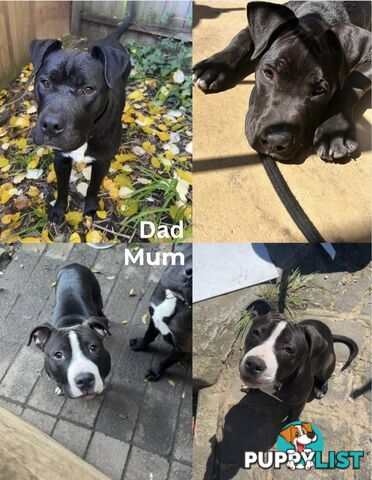 10 American Staffy x puppies for sale!