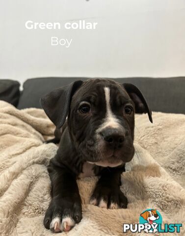 10 American Staffy x puppies for sale!