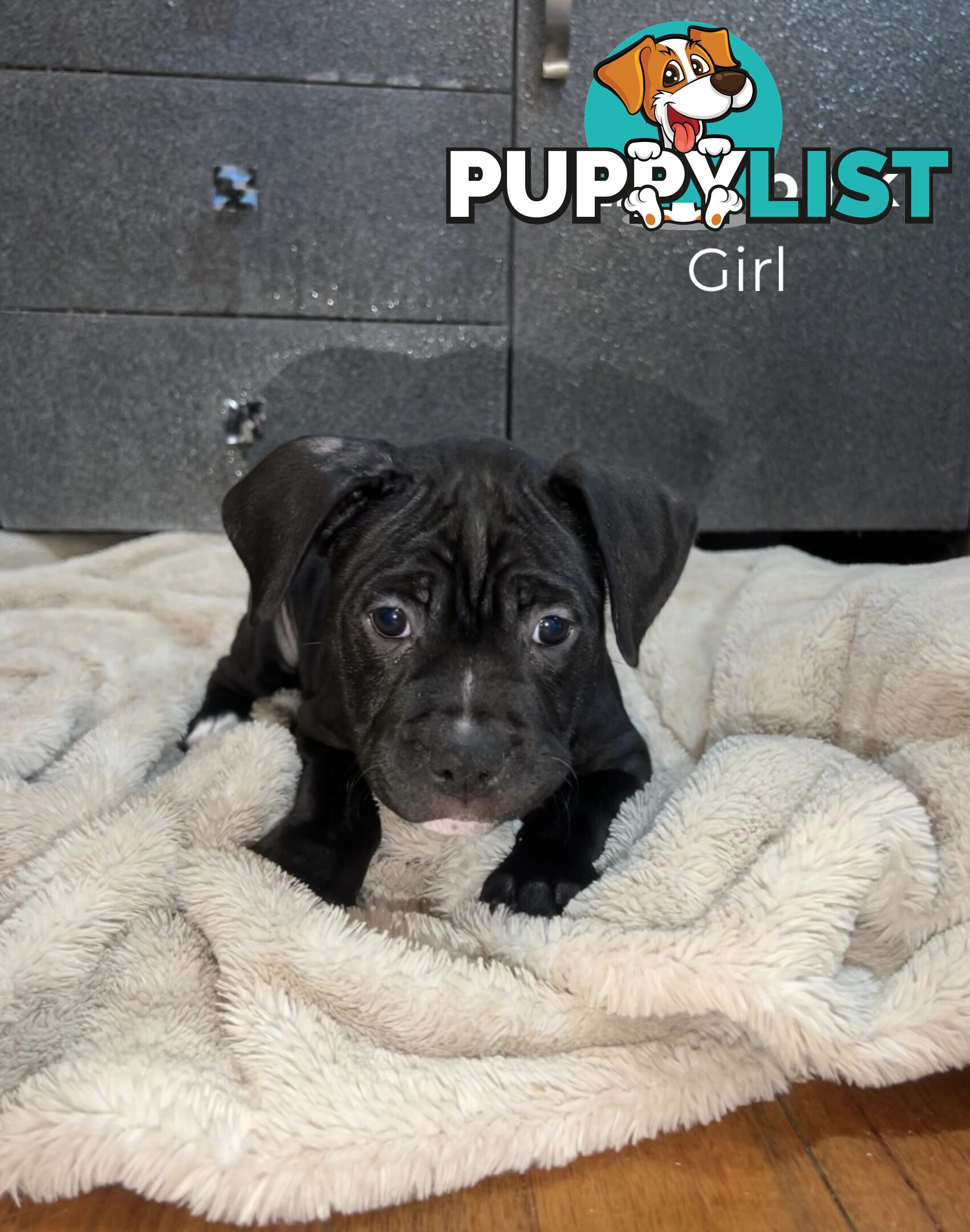 10 American Staffy x puppies for sale!
