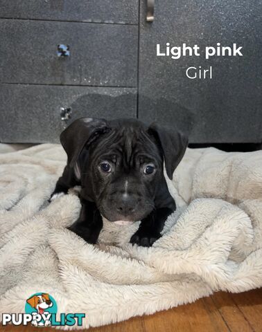 10 American Staffy x puppies for sale!