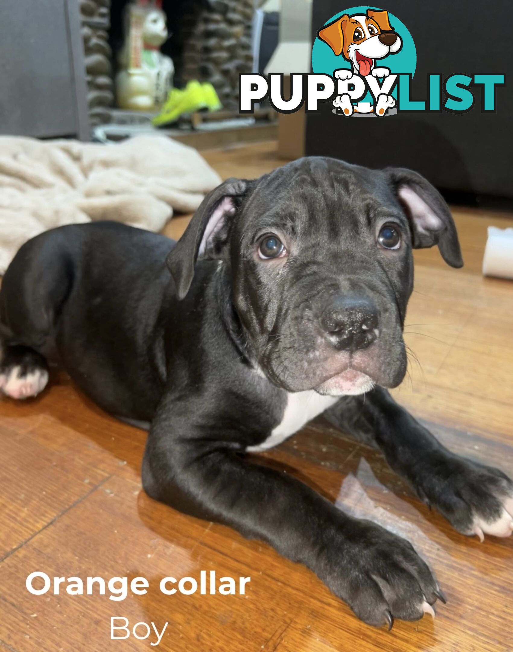 10 American Staffy x puppies for sale!