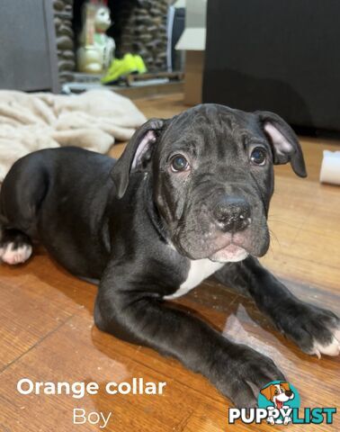 10 American Staffy x puppies for sale!