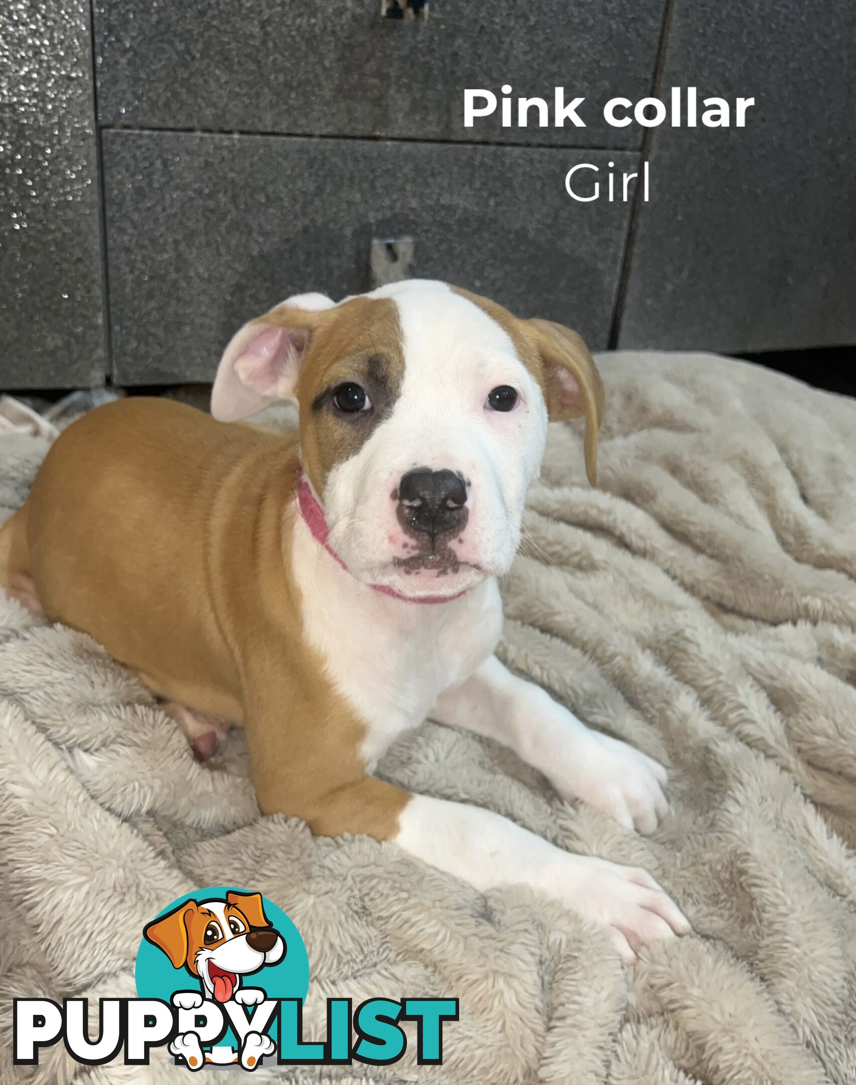 10 American Staffy x puppies for sale!
