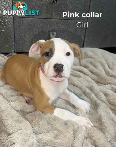 10 American Staffy x puppies for sale!