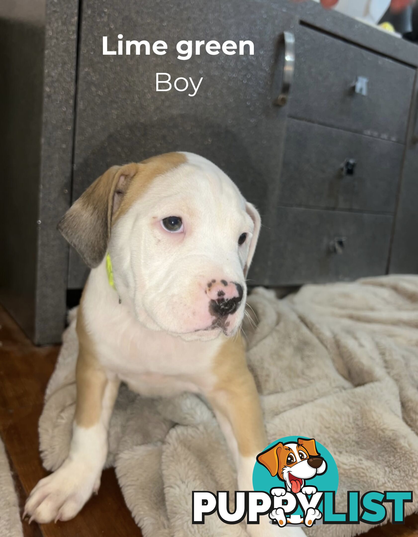 10 American Staffy x puppies for sale!