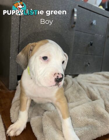 10 American Staffy x puppies for sale!