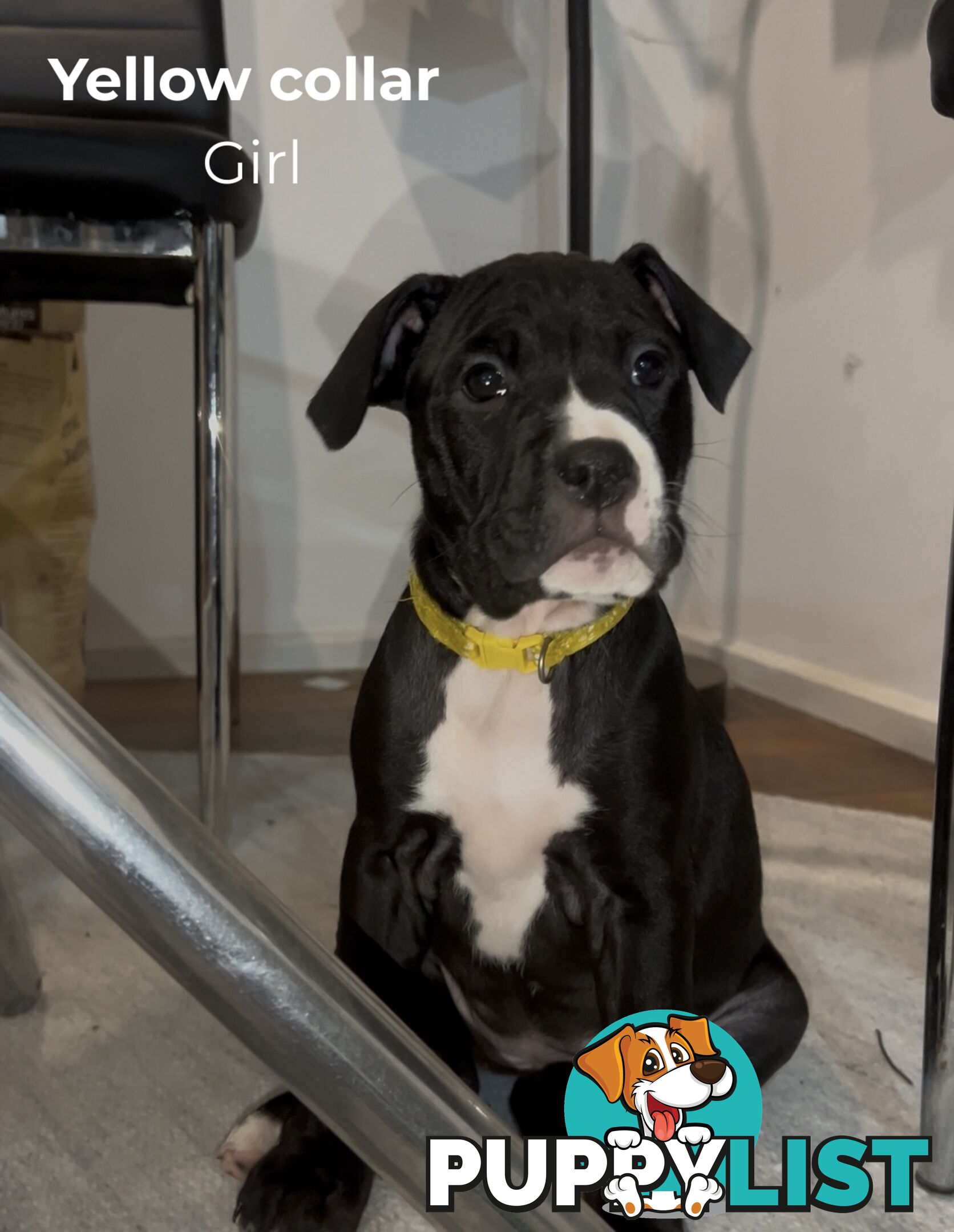 10 American Staffy x puppies for sale!