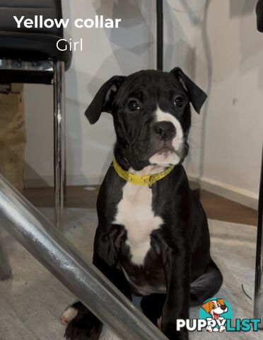 10 American Staffy x puppies for sale!