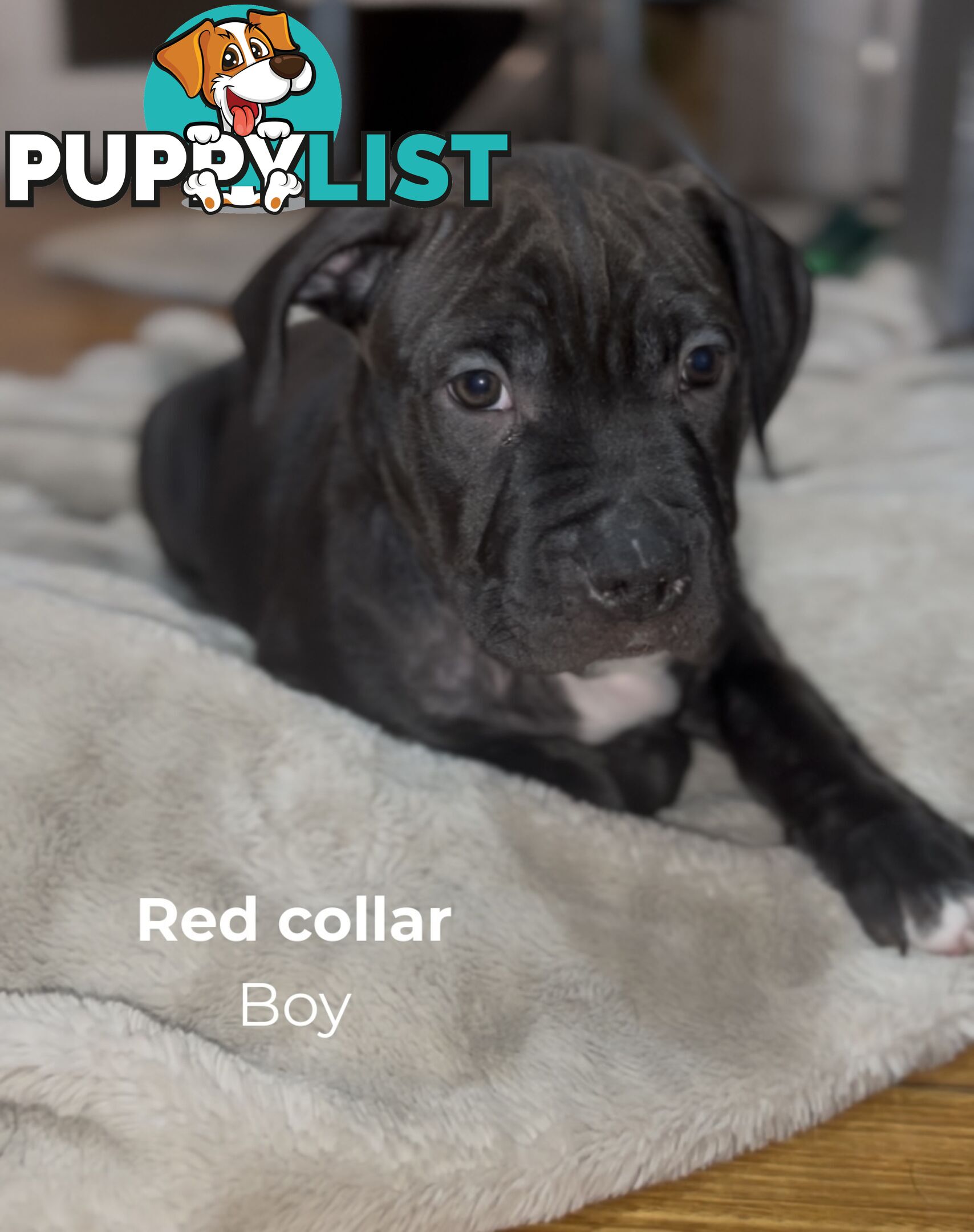 10 American Staffy x puppies for sale!