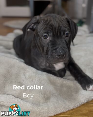 10 American Staffy x puppies for sale!