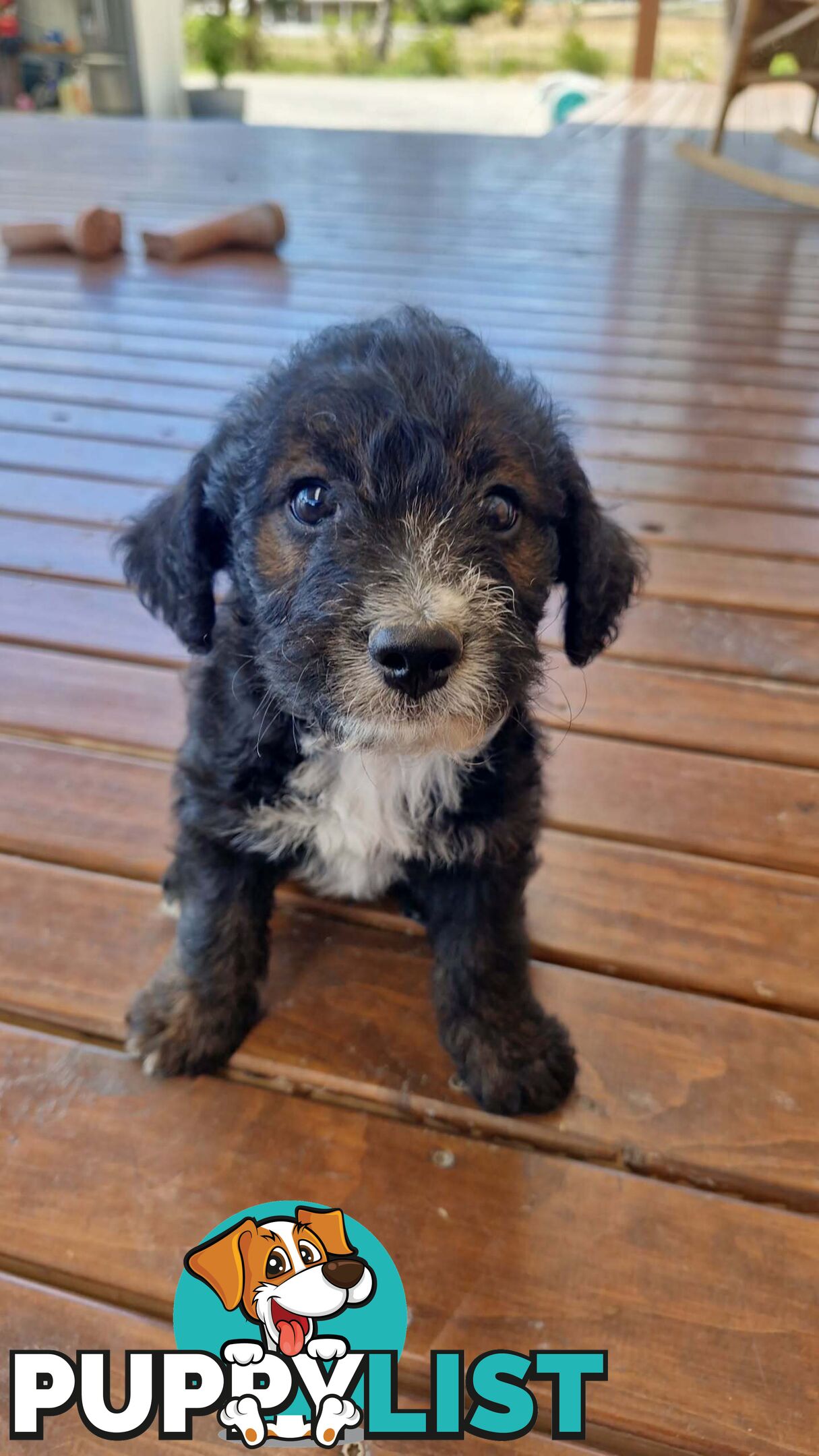 POODLE X JACK RUSSELL TERRIER