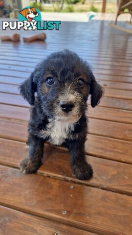 POODLE X JACK RUSSELL TERRIER