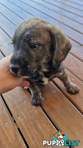 POODLE X JACK RUSSELL TERRIER