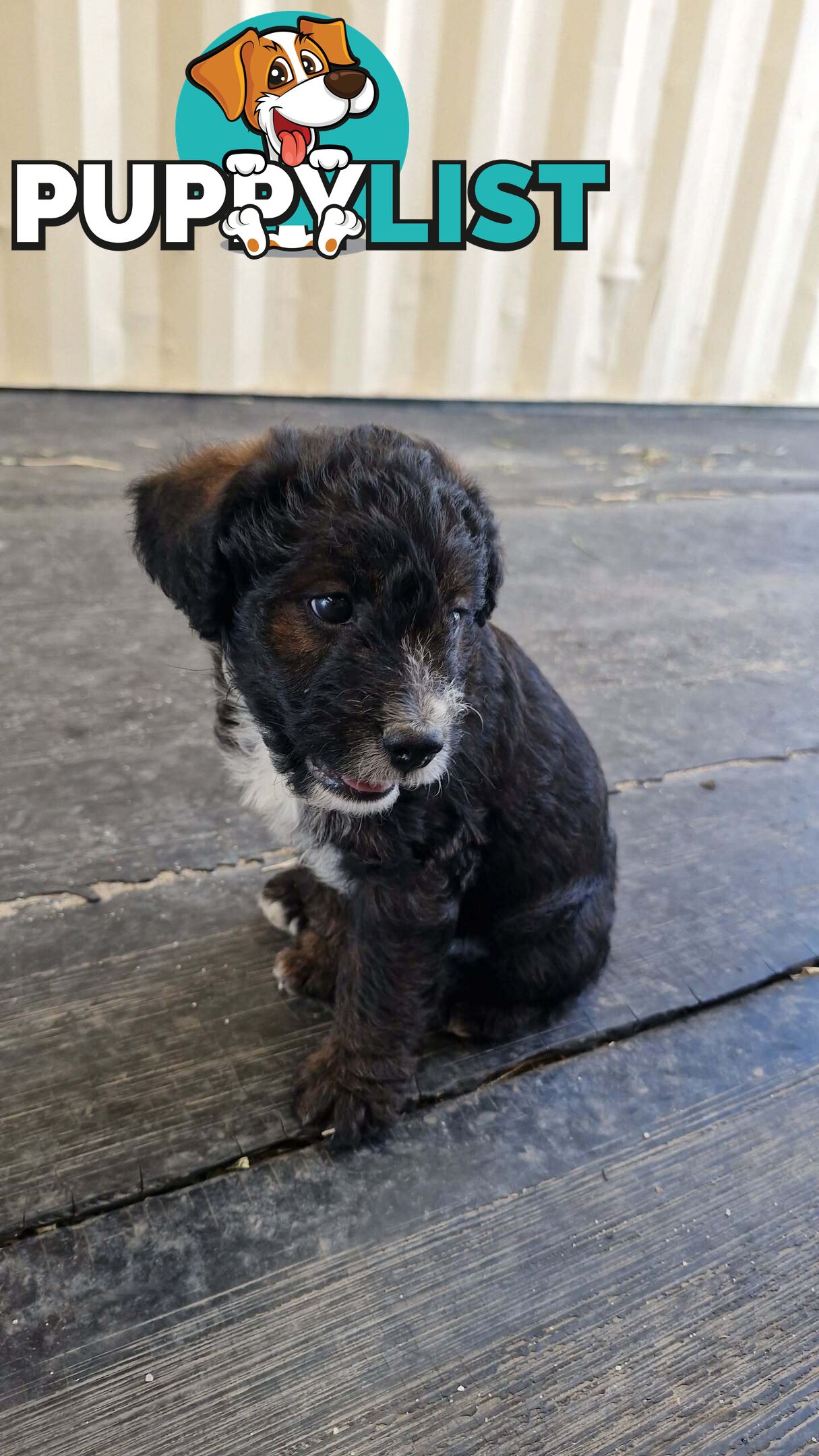 POODLE X JACK RUSSELL TERRIER