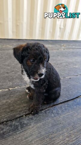 POODLE X JACK RUSSELL TERRIER