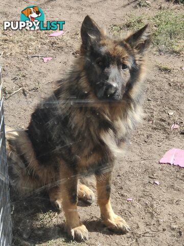German Shepherd