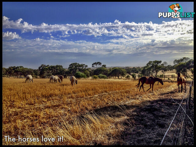 1611 Irishtown Road Toodyay WA 6566