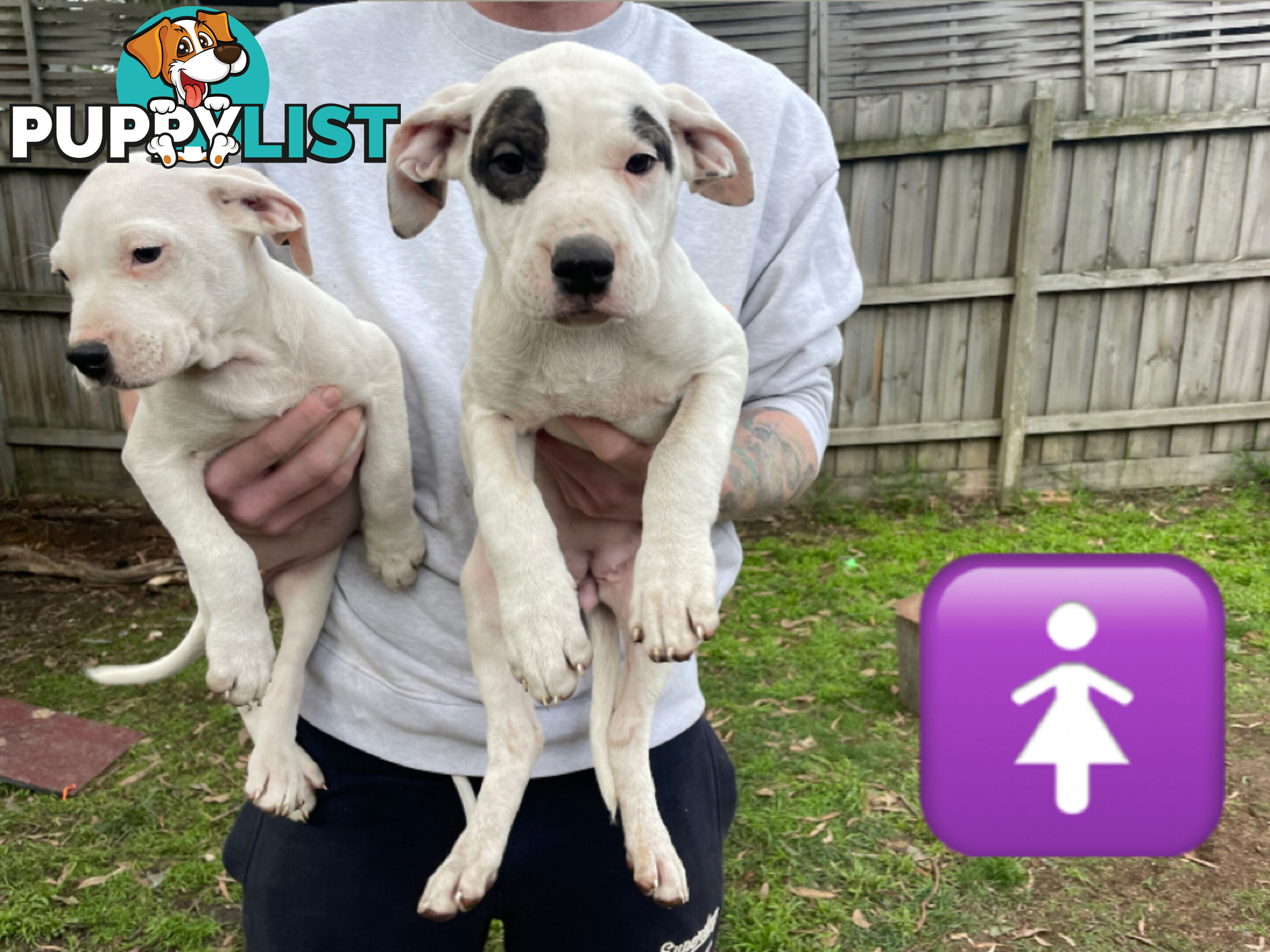 Bull Arab Puppies