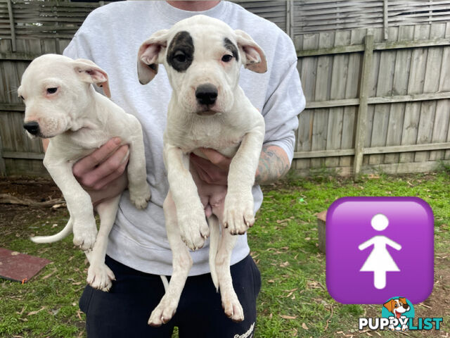 Bull Arab Puppies