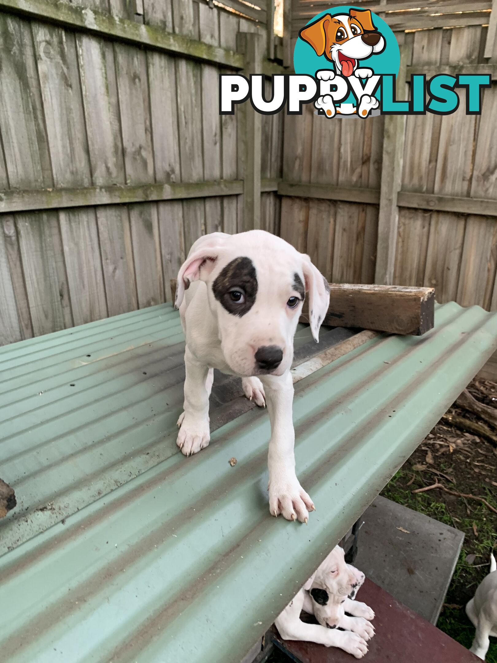 Bull Arab Puppies