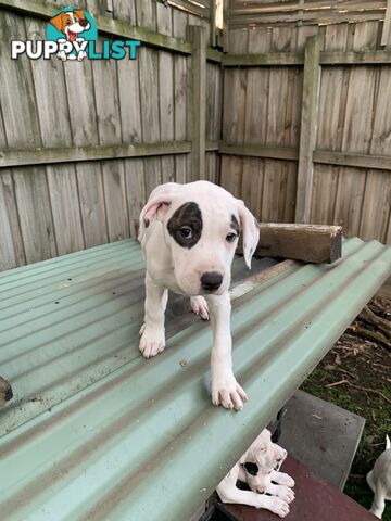 Bull Arab Puppies