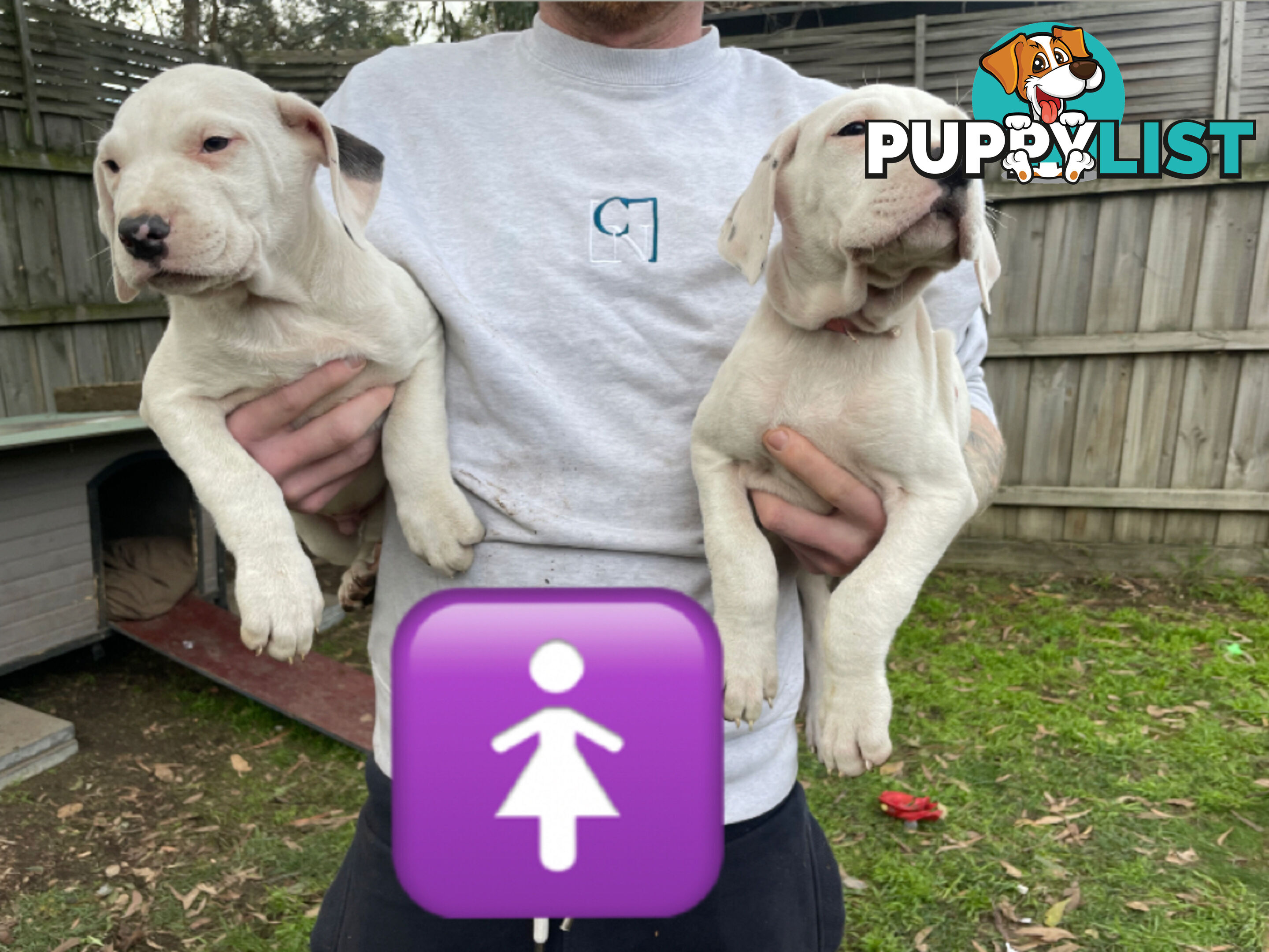 Bull Arab Puppies