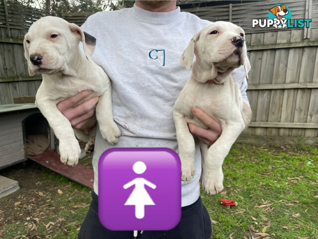 Bull Arab Puppies