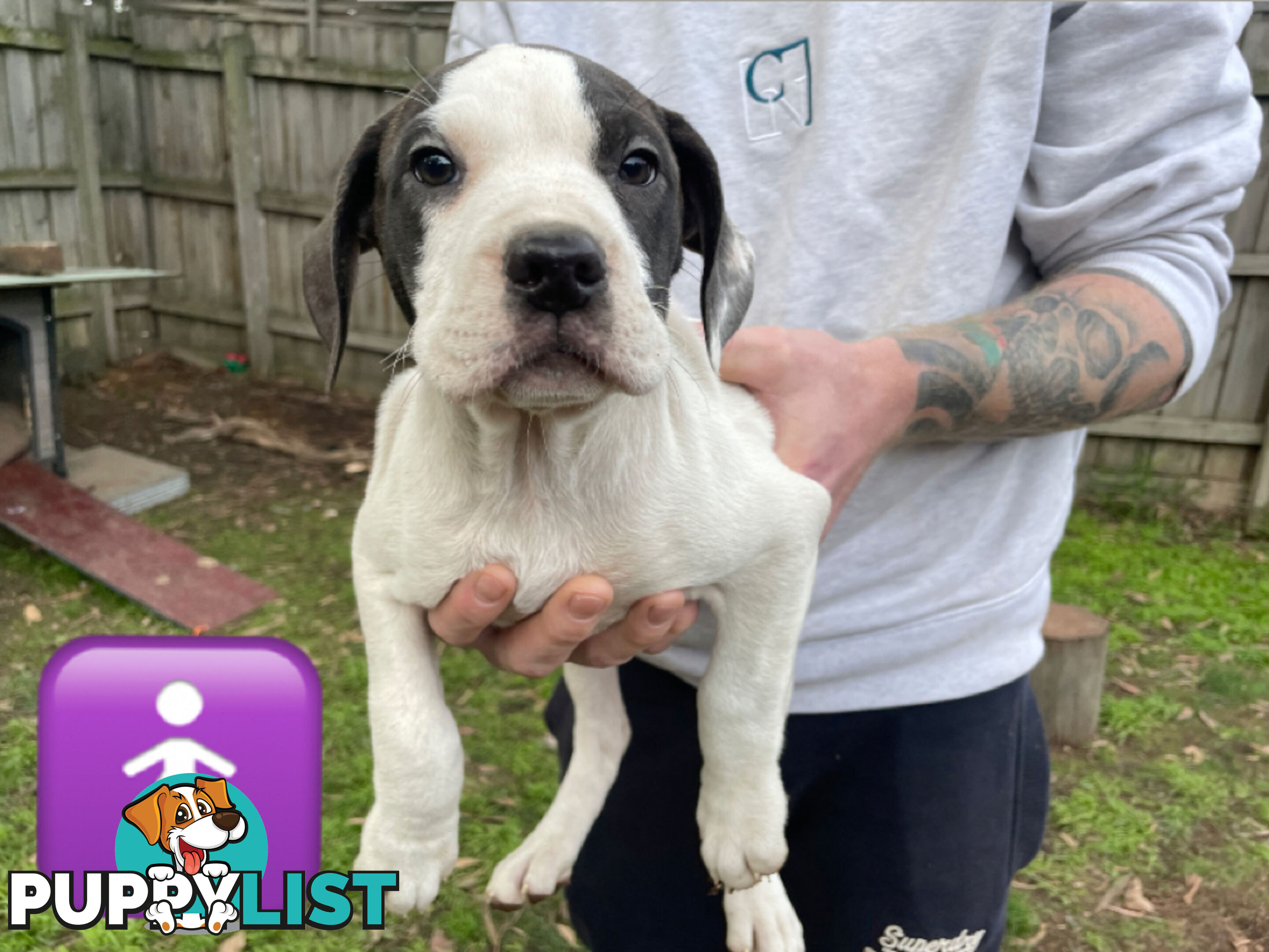 Bull Arab Puppies